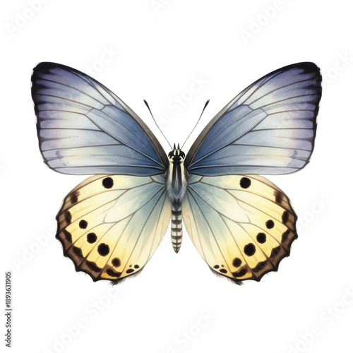 Ultra-realistic, shadowless watercolor painting of a solitary butterfly with blue-grey and spotted yellow wings, top-down view on a crisp white background. Concept of perfection nature and microcosm