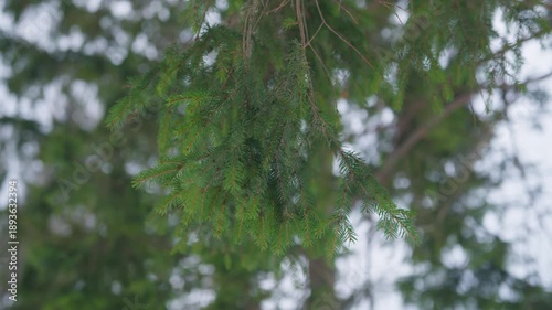 Close up of pine tree branches swaying with the wind on a bright winter day in Norway