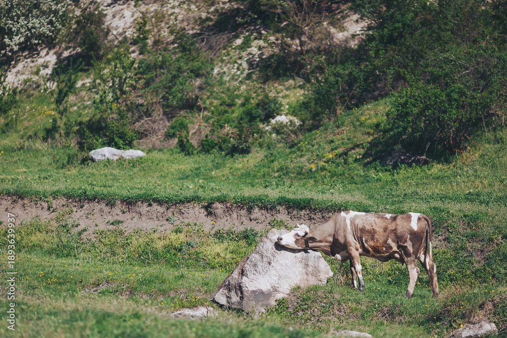 Fototapeta premium A brown and white cow relaxes by a smooth rock in a vibrant green field. Sunlight casts warm rays over the peaceful landscape, showcasing the beauty of nature