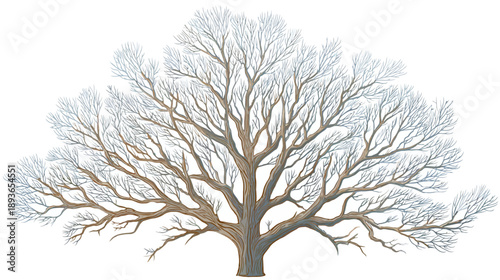 Majestic bare winter deciduous tree illustration with frosted branches, isolated on a clean white background. Nature graphic element.