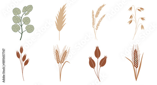 Bohemian botanical illustration set with various dried grasses, wheat, and leaves in earthy tones