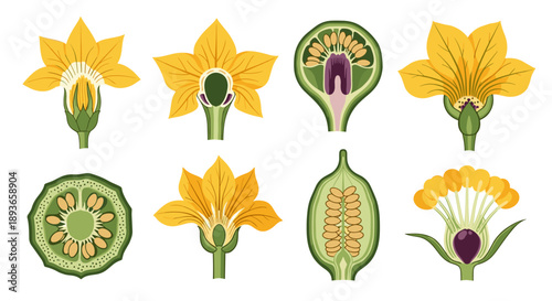 Detailed Botanical Illustrations of Yellow Flowers and Their Cross-Sections Showing Reproductive Parts