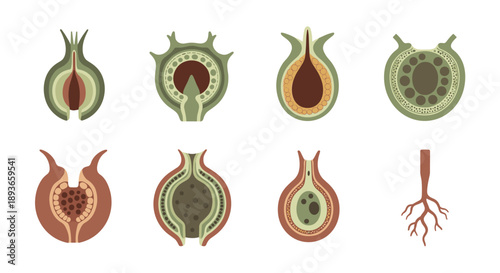 Set of stylized pomegranate cross-sections and a root system illustration
