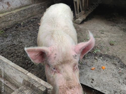 Big pig on the farm. Happy pigs on pig farm
