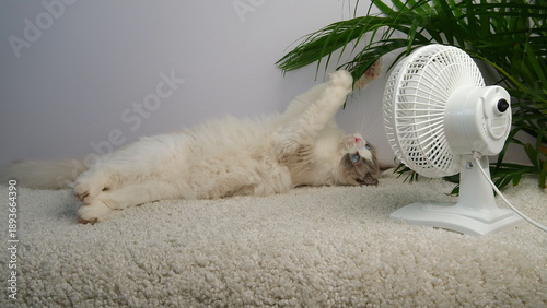 Quadro su tela A relaxed white ragdoll cat lies on his back near a fan under the leaves of a green palm tree