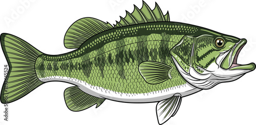 Detailed illustration of largemouth bass fish with open mouth, textured scales, fins, and spiny dorsal fin profile view
