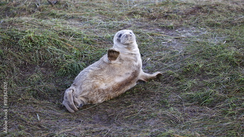 Grey seals on the beach in the UK
