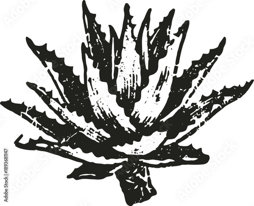 Detailed black and white illustration of an agave plant with pointed leaves in vintage