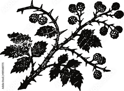 Blackberry branch with leaves and berries silhouette isolated on white background, thorny fruit plant illustration