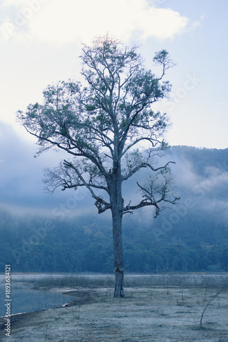 lonely tree in winter