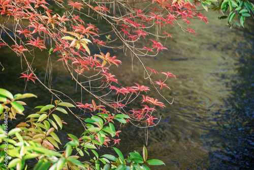 red and green leaves