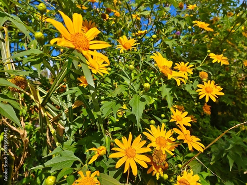 yellow flowers in the garden