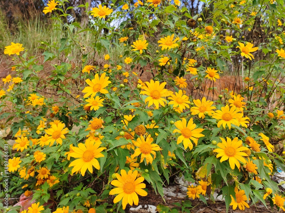 Obraz premium field of yellow flowers