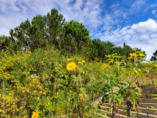 yellow flowers in the mountains