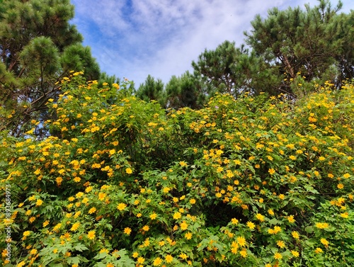 flowers in the park