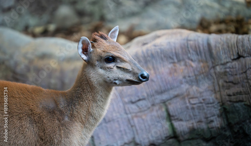 Εκτύπωση καμβά Alert barking deer standing against rocky background