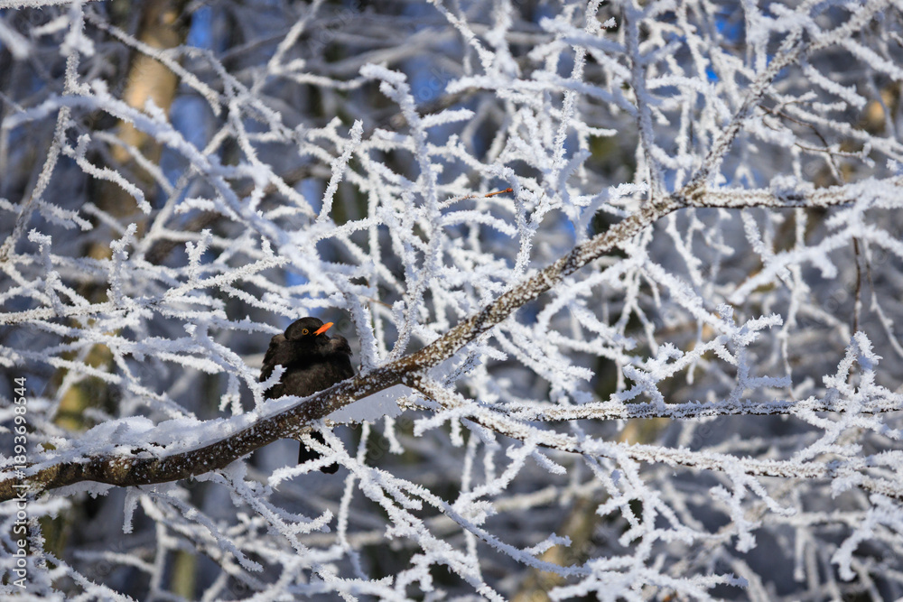 Fototapeta premium Common Blackbird perched on a frosty tree branch at winter.