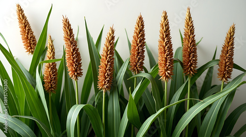 Lush green leaves with vibrant, tall spiky flowers create a striking botanical display.