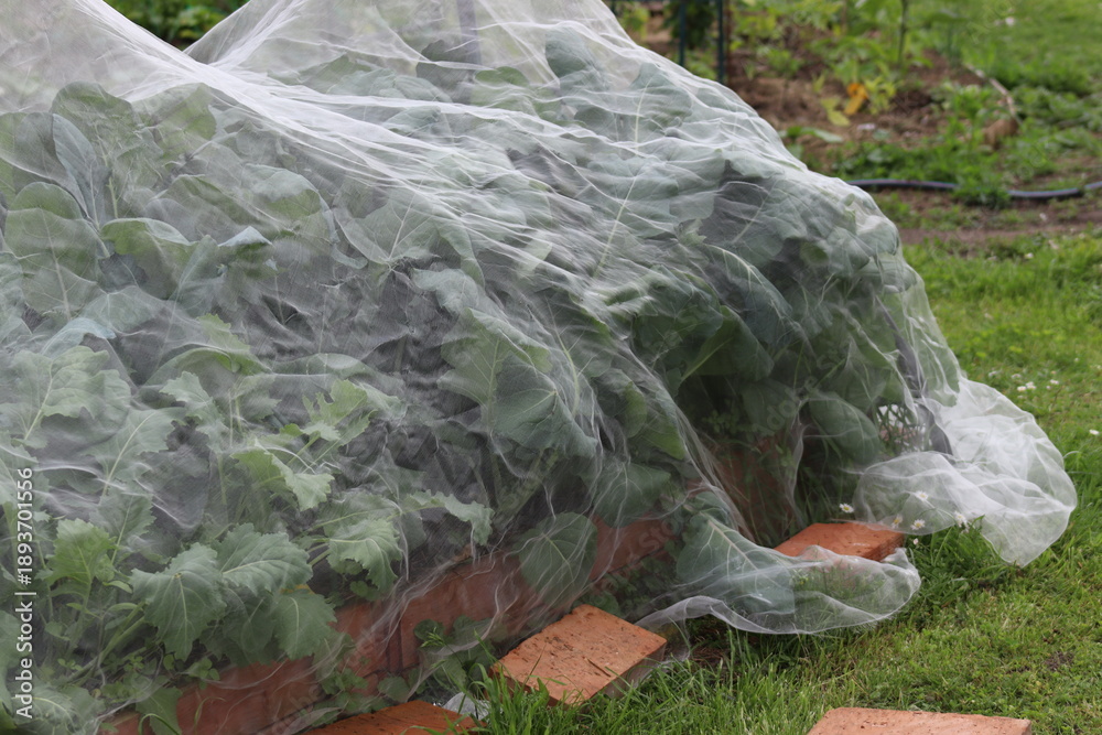 Obraz premium A fine-mesh net on a bed of brassica vegetables protects it from insect pests.
