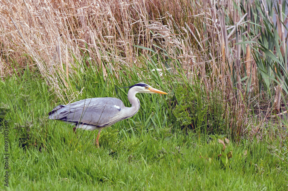 Fototapeta premium Grery heron standing on tne banks of a lake.