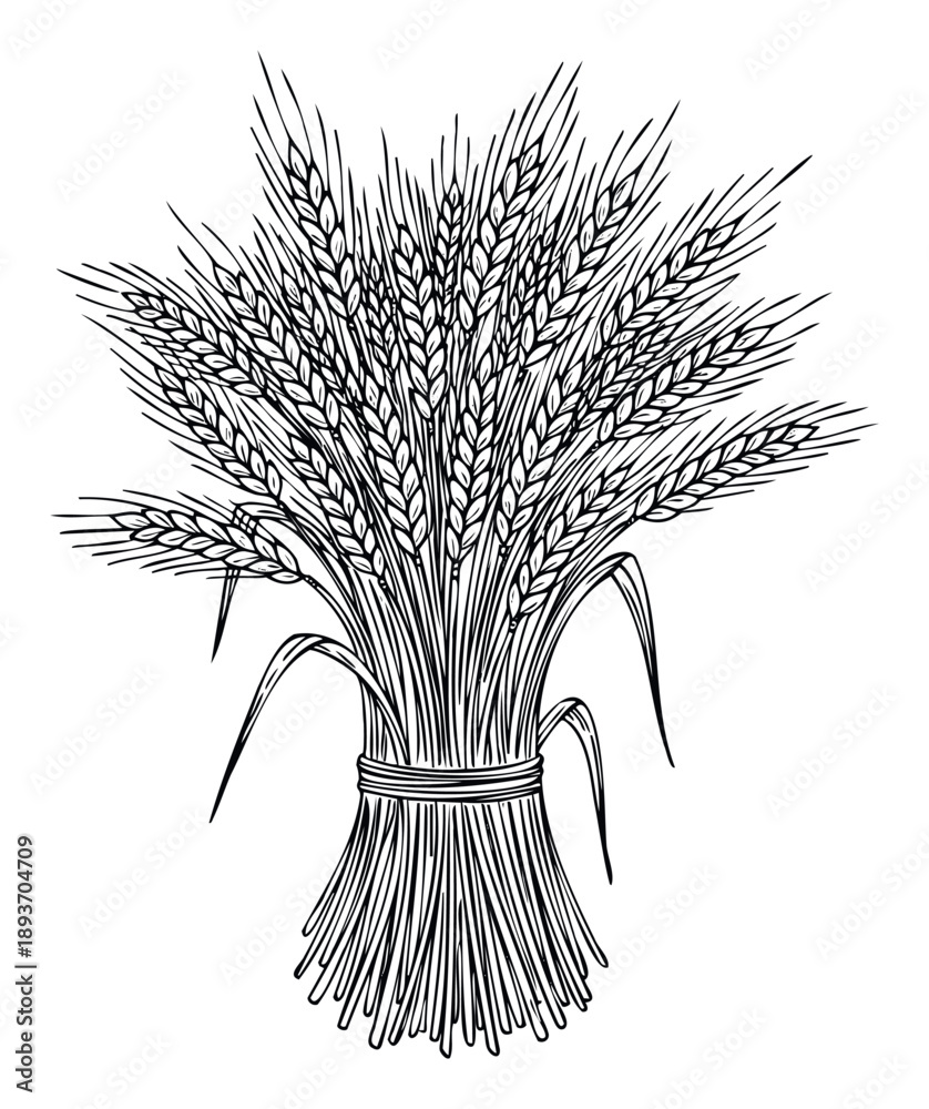 Fototapeta premium Harvested bundle of golden wheat stalks with mature grain ears tied together in a rustic farming agricultural symbol suitable for food industry packaging and nature themed educational