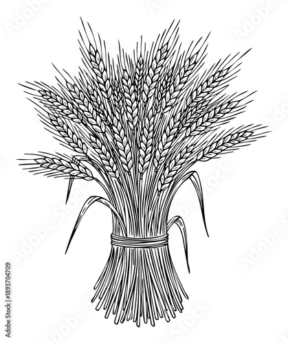 Harvested bundle of golden wheat stalks with mature grain ears tied together in a rustic farming agricultural symbol suitable for food industry packaging and nature themed educational