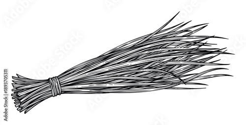 Stylized line drawing of aromatic lemongrass or citronella herbs tied in a bundle, perfect for cooking recipe books, natural wellness promotions, or herbal product packaging