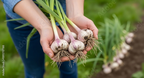 Hands holding fresh garlic bulbs with green stalks. Organic vegetable harvest in a garden. Agriculture concept