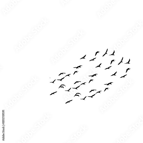 Silhouette of a large flock of birds flying together in a dense formation. Perfect for nature-themed backgrounds, environmental conservation posters, and migratory bird concepts.