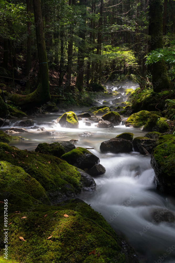 Fototapeta premium 灯日