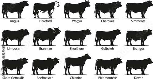 Beef Cattle Breeds Silhouette Vector Set