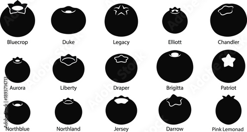 Blueberry Varieties Silhouette Vector Set – Bluecrop Duke Legacy Elliott Chandler Aurora Liberty Draper Brigitta Patriot Northblue Northland Jersey Darrow Pink Lemonade