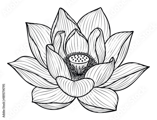 Sophisticated detailed lotus flower line drawing perfect for serene yoga studio signage, peaceful wellness website headers, and calm mindful living product packaging