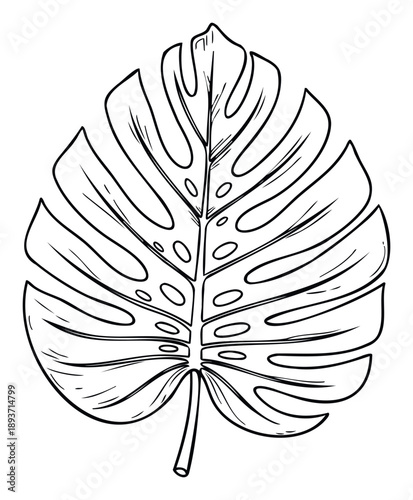 Explore this tropical botanical line drawing of a unique Monstera leaf with characteristic fenestrations, perfect for various graphic projects, home decor prints, or educational materials