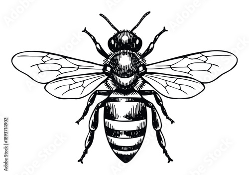 Engraving style black and white illustration of a bee perfect for nature focused educational resources or rustic farm product labeling and branding initiatives