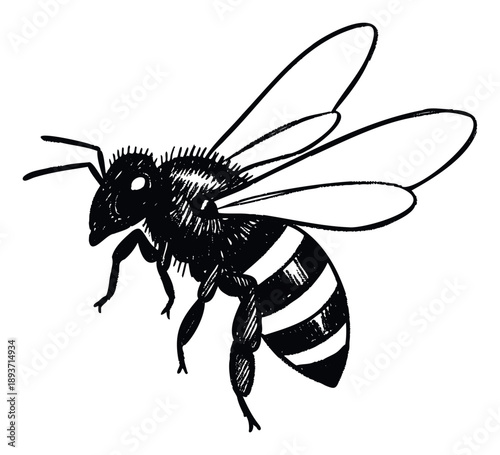 A textured monochrome depiction of a honey bee in flight, suitable for educational materials, nature conservation campaigns, or ecofriendly product packaging.
