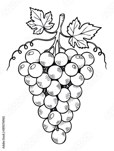 Detailed drawing of a grape bunch with leaves and winding tendrils, perfect for wine industry branding, culinary publications, and agricultural education resources