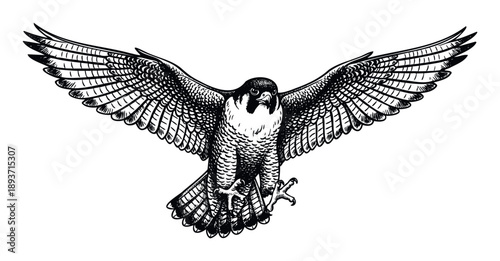 Striking predatory bird in full flight with impressive wingspan captured in bold linework suitable for environmental awareness campaigns sporting event logos and heraldry inspired designs