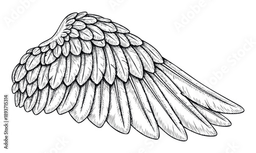 A detailed hand drawn wing with intricate feather layers perfect for vintage inspired logos tattoo designs or symbolic graphic projects
