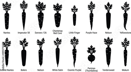 Carrot Varieties Silhouette Vector Set – Nantes Imperator 58 Danvers 126 Chantenay Red Core Little Finger Scarlet Nantes Bolero Nelson Purple Haze Yellowstone White Satin Cosmic Purple Parisian (Thumb