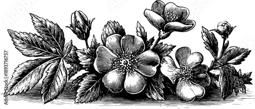 Vintage botanical heraldic crest outline for design