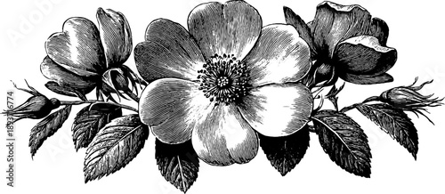 Neutral botanical heraldic crest outline - vintage floral engraving design for posters and labels