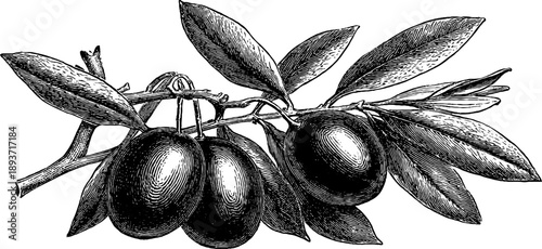 Detailed olive leaf and fruit botanical illustration for vintage design