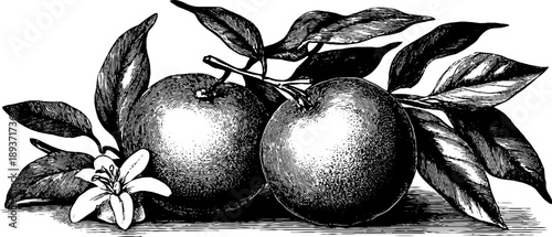 Vintage botanical study of orange fruit with peel and leaves in 19th century style