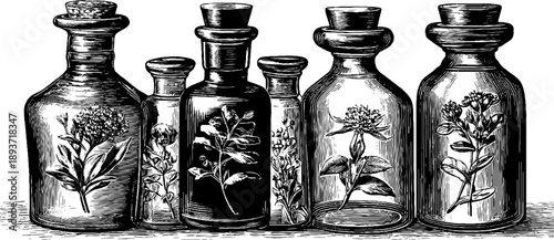 Ornamental botanical lidded jar engravings from the 19th century