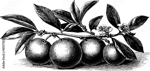 Vintage botanical ornamental moulding with botanical elements for design and decoration