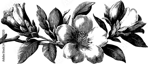 Ornamental botanical roundel with vintage floral engraving design