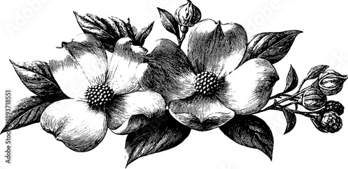 Ornamental vintage botanical scroll design for decorative projects