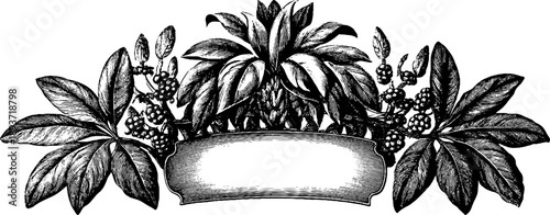 Ornate botanical frame with symmetrical leaf pattern for vintage design