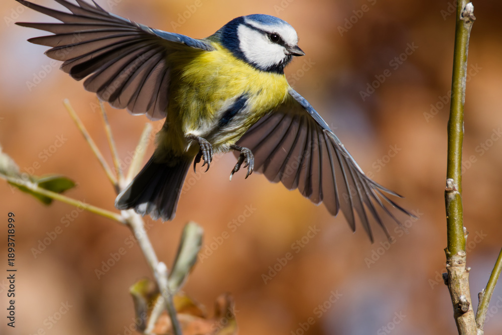Obraz premium La mésange bleue